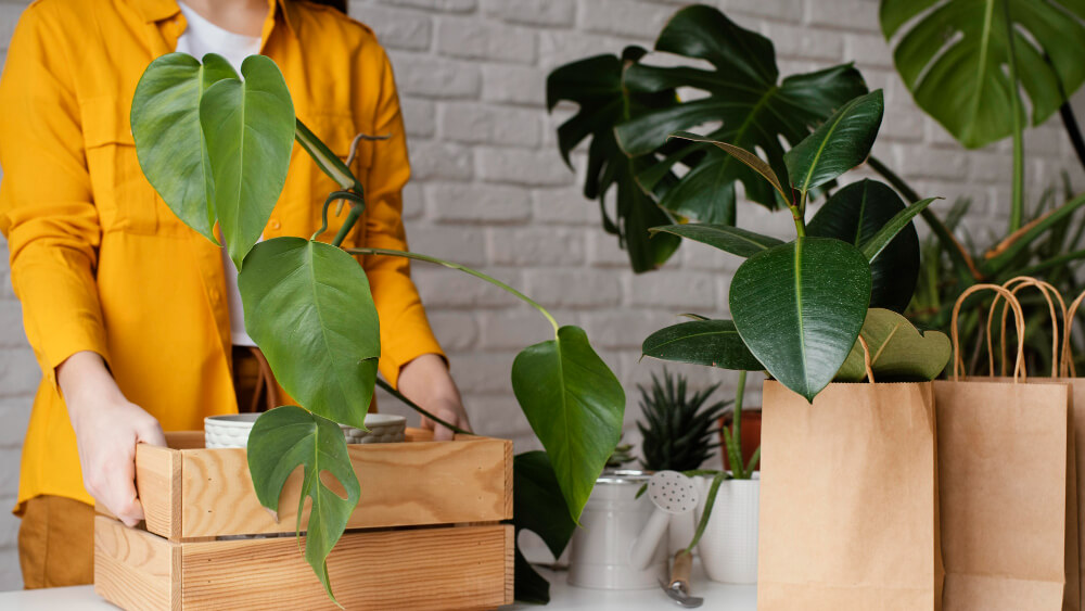 Plant-Based Packaging for Sustainable E-Commerce