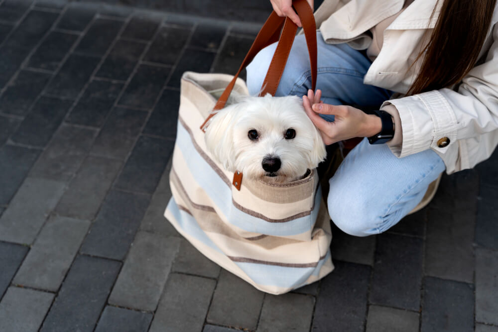 Dogs Smell Through Odor Proof Bags